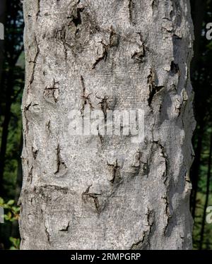 Maladie de l'écorce du hêtre (BBD). Écorce de Fagus infestée par Xylococculus betulae, Cryptococcus fagisuga, Neonectria faginata. Banque D'Images