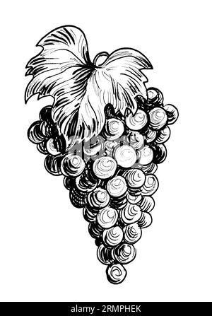 Grappe de raisins. Dessin noir et blanc à l'encre de style rétro Banque D'Images