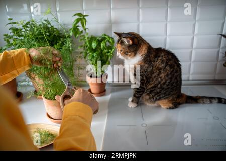 Femme coupant l'aneth frais croissant mettant dans l'assiette sur la cuisine à la maison pour la cuisson, chat assis près. Banque D'Images