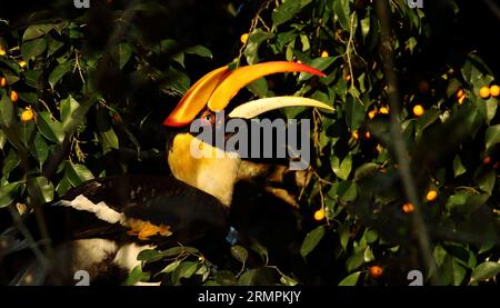 Un grand Hornbill indien assis sur une branche d'un arbre avec son bec ouvert Banque D'Images