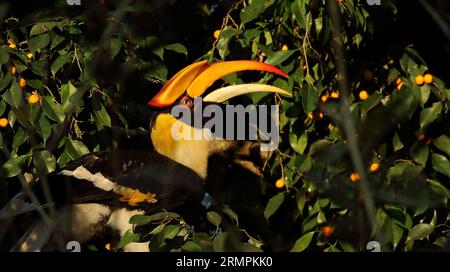 Un grand Hornbill indien assis sur une branche d'un arbre avec son bec ouvert Banque D'Images