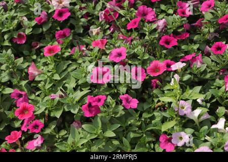 Lit de fleurs avec pétunias roses, fleur de pétunia rose colorée gros plan, fleurs de pétunia fleur, fleur de pétunia, fleurs de pétunia dans le jardin. Banque D'Images