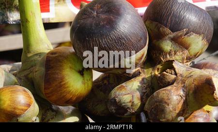 Borassus flabellifer (palmier doub, palmier palmyra, palmier toddy, palmier à vin, pomme glacée, pohon lontar) fruit. Ce fruit a une texture comme la jeune noix de coco Banque D'Images