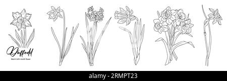 Ensemble de dessins de dessin au trait de jonquille isolé par vecteur. Illustration de Vecteur