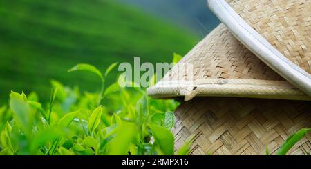 Chapeau de bambou couché sur le thé à cameron Highlands, en Malaisie Banque D'Images