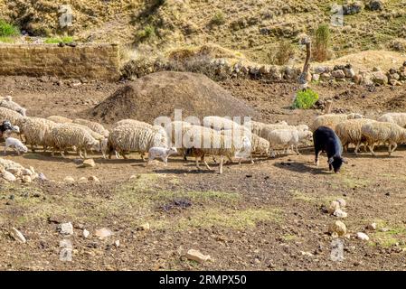 Un troupeau de moutons laineux avec de jeunes agneaux marchant à travers un champ sec devant un cochon noir, dans une petite ferme familiale dans le Pérou rural. Banque D'Images