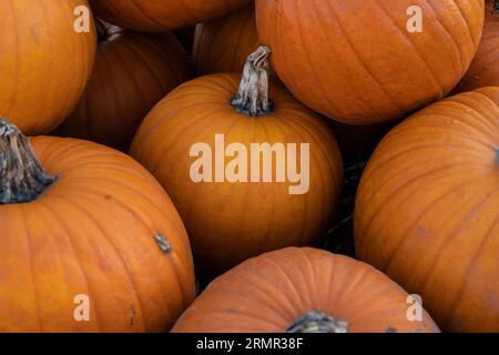 Citrouilles au marché agricole. Tas de nombreuses citrouilles oranges, empilées pour la vente pour Halloween ou Thanksgiving jour. Saison de récolte sur le champ de patchs de citrouille. Banque D'Images