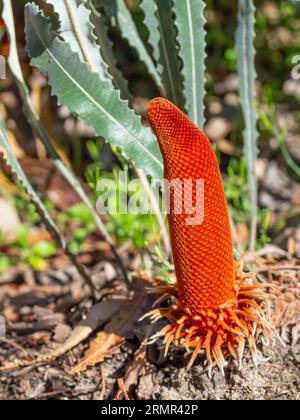 Banksia blechnifolia est une espèce de plante à fleurs du genre Banksia présente en Australie occidentale. Banque D'Images