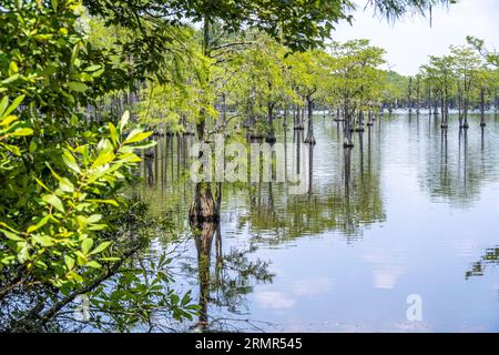 Une forêt de cyprès submergée est idéale pour une aventure en kayak sur Watson Pond au George L. Smith II State Park à Twin City, en Géorgie. (ÉTATS-UNIS) Banque D'Images