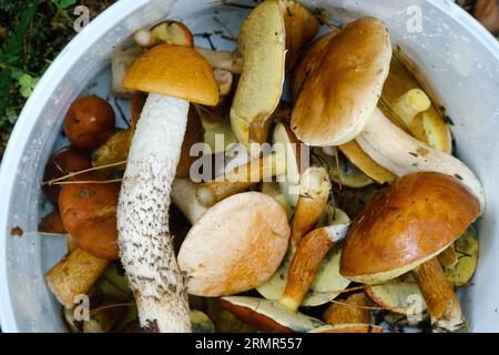 il y a beaucoup de champignons sauvages de tremble et de mousses couchés dans un seau. Champignons dans la forêt. Cueillette des champignons Banque D'Images
