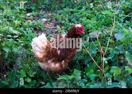 Le poulet à l'herbe Banque D'Images