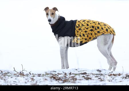 Mignon chien lévrier en plein air dans un manteau de chien. Greyhound en fond de nature Banque D'Images