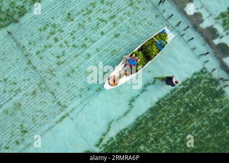 Collecte des mauvaises herbes marines à la ferme d'algues de l'île de Lembongan en Indonésie Banque D'Images