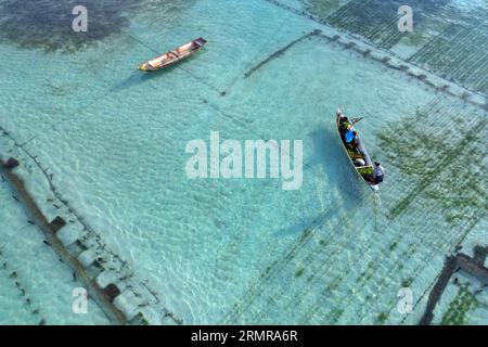 Collecte des mauvaises herbes marines à la ferme d'algues de l'île de Lembongan en Indonésie Banque D'Images