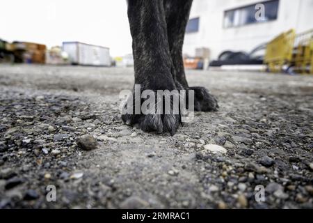 Détail de la patte de chien de race Mastiff, soin et protection des animaux, animal de compagnie Banque D'Images