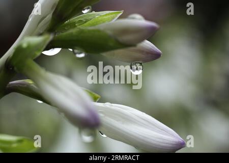 Gros plan de fleurs d'Hosta capitata couvertes de gouttes de pluie Banque D'Images