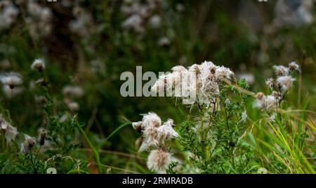 Une parcelle de Milk Thistle, avec des graines de thistledown, sur un bord de champ au début de l'automne Banque D'Images