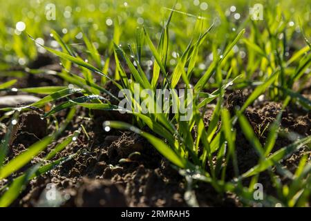 Variété de blé d'hiver couverte de gouttes de rosée après le gel, blé vert frais dans le champ en automne Banque D'Images