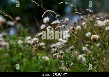 Une parcelle de Milk Thistle, avec des graines de thistledown, sur un bord de champ au début de l'automne Banque D'Images