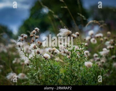 Une parcelle de Milk Thistle, avec des graines de thistledown, sur un bord de champ au début de l'automne Banque D'Images