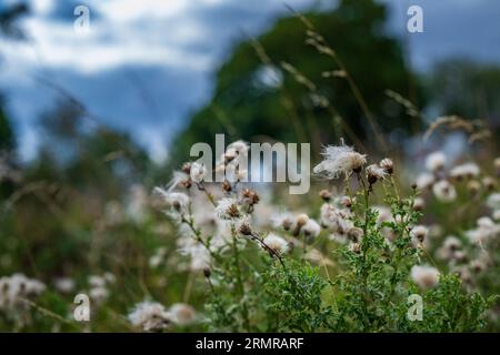 Une parcelle de Milk Thistle, avec des graines de thistledown, sur un bord de champ au début de l'automne Banque D'Images