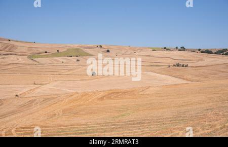 Récolter les champs de blé en été. concept de réchauffement climatique et de sécheresse. Sécheresse en Turquie. Banque D'Images