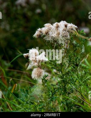 Une parcelle de Milk Thistle, avec des graines de thistledown, sur un bord de champ au début de l'automne Banque D'Images