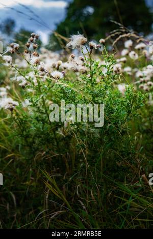 Une parcelle de Milk Thistle, avec des graines de thistledown, sur un bord de champ au début de l'automne Banque D'Images