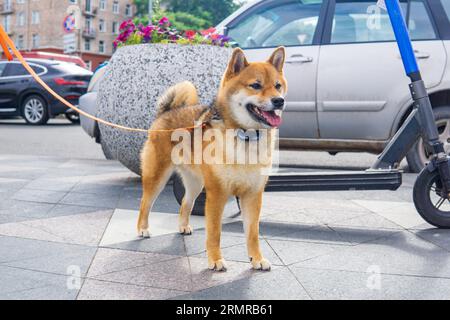 chien shiba inu en milieu urbain Banque D'Images