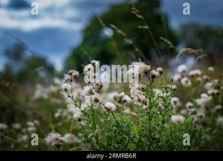 Une parcelle de Milk Thistle, avec des graines de thistledown, sur un bord de champ au début de l'automne Banque D'Images