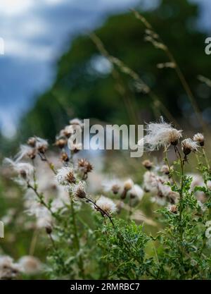 Une parcelle de Milk Thistle, avec des graines de thistledown, sur un bord de champ au début de l'automne Banque D'Images