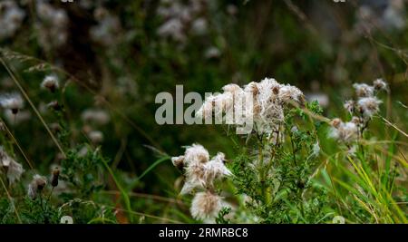 Une parcelle de Milk Thistle, avec des graines de thistledown, sur un bord de champ au début de l'automne Banque D'Images