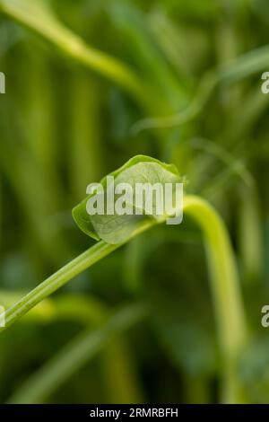 Un grand nombre de germes de pois verts, plants de pois cultivés dans un petit récipient sans terre en hiver pour produire des micro-verdures Banque D'Images