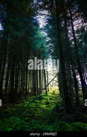 En fin d'après-midi, la lumière du soleil filtre à travers les pins de la forêt au réservoir de Carron Valley dans le Stirlingshire, en Écosse, sombre et mystérieux Banque D'Images