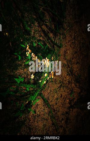 La lumière du soleil tombe sur une parcelle de champignons Common Stump Brittlestem - Psathyrella piluliformis, sur le sol forestier de Carron Valley, en Écosse Banque D'Images