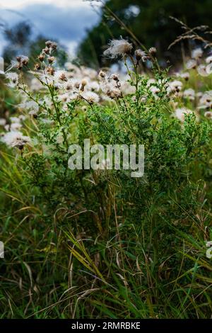 Une parcelle de Milk Thistle, avec des graines de thistledown, sur un bord de champ au début de l'automne Banque D'Images