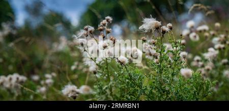 Une parcelle de Milk Thistle, avec des graines de thistledown, sur un bord de champ au début de l'automne Banque D'Images