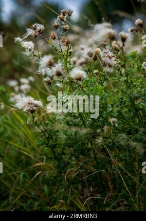 Une parcelle de Milk Thistle, avec des graines de thistledown, sur un bord de champ au début de l'automne Banque D'Images