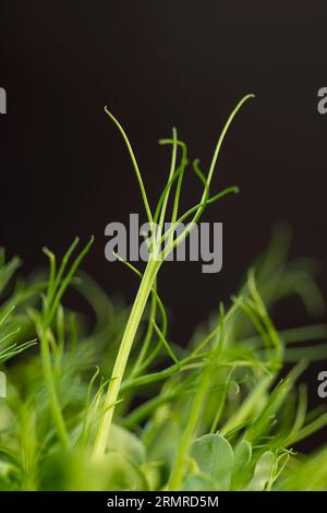 Un grand nombre de germes de pois verts, plants de pois cultivés dans un petit récipient sans terre en hiver pour produire des micro-verdures Banque D'Images