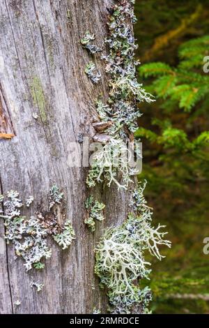 Lichens poussant sur un vieux tronc d'arbre Banque D'Images