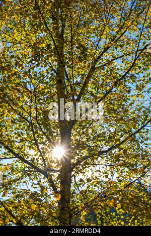 Soleil brillant à travers les branches d'arbres en automne Banque D'Images