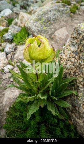 Brahma Kamal sacré (Saussurea obvallata), fleur vénérée de l'Himalaya, Kinner Kailash Yatra, Himachal Pradesh, Inde. Banque D'Images