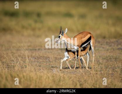 (140718) -- NAIROBI, 18 juillet 2014 (Xinhua) -- la photo prise le 16 juillet 2014 montre deux gazelles de Thomson dans le parc national d'Amboseli au Kenya. La migration annuelle de la faune sauvage qui a débuté début juillet du parc national du Serengeti de Tanzanie à la réserve nationale du Massai Mara du Kenya a marqué le début de la haute saison touristique du Kenya. (Xinhua/Meng Chenguang) (djj) KENYA-AMBOSELI-WILDLIFE-TOURISM-PEAK SEASON PUBLICATIONxNOTxINxCHN Nairobi JUL 18 2014 XINHUA photo prise LE 16 2014 juillet montre deux gazelles Thomson S DANS le parc national Amboseli du Kenya la migration annuelle de la faune Thatcher kicke Banque D'Images