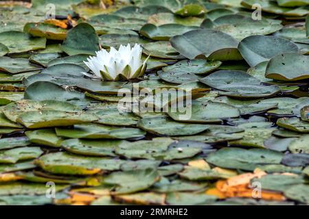 Seerose in einem Teich vom Schlosspark Schönbrunn à Wien Banque D'Images