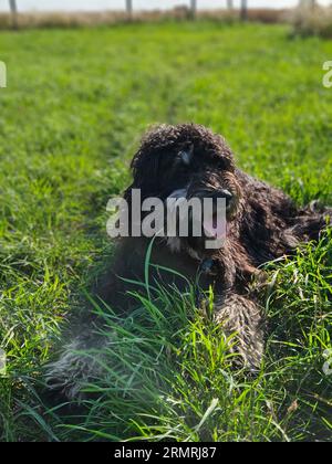 Chien Goldendoodle couché sur le pré. Doodle noir avec dessin fantôme. Charmant animal fidèle dans la nature. Photo d'animal Banque D'Images