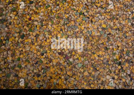 les feuilles jaunes tombées en automne reposent sur la surface de l'eau du lac. vue d'en haut Banque D'Images