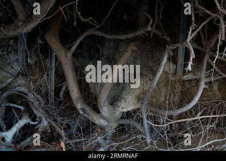 Les racines de différents arbres et buissons s'entrelacent sous terre sur le bord de la mer Banque D'Images