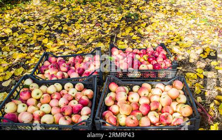 Pommes rouges mûries, juste ramassées dans des boîtes Banque D'Images