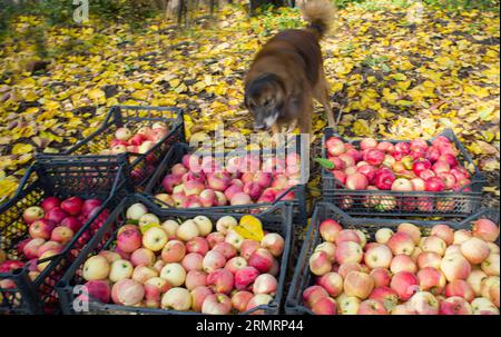 Pommes mûries rouges, juste ramassées dans des boîtes, avec chien moelleux près Banque D'Images