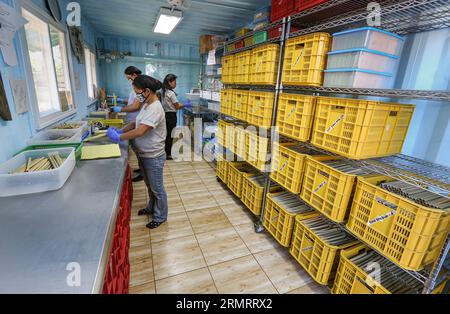 Processus de fabrication de pailles de bambou dans l'entreprise sociale : atelier d'innovation de bambou de Bantayan. Paille en plastique alternative durable, écologique Banque D'Images